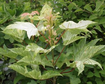 Javor klen 'Brilliantissimum'