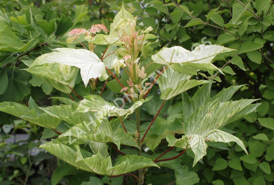 Javor klen 'Brilliantissimum' - Acer pseudoplatanus 'Brilliantissimum'