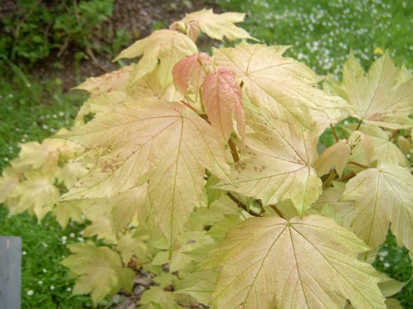 Javor klen 'Brilliantissimum' - Acer pseudoplatanus 'Brilliantissimum'