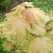 Javor klen 'Brilliantissimum' - Acer pseudoplatanus 'Brilliantissimum'