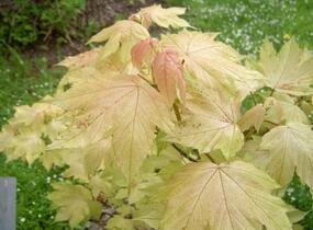 Javor klen 'Brilliantissimum' - Acer pseudoplatanus 'Brilliantissimum'