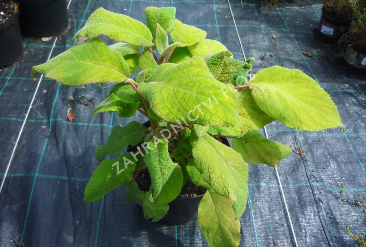 Hortenzie drsná 'Macrophylla' - Hydrangea aspera 'Macrophylla'
