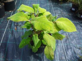 Hortenzie drsná 'Macrophylla' - Hydrangea aspera 'Macrophylla'