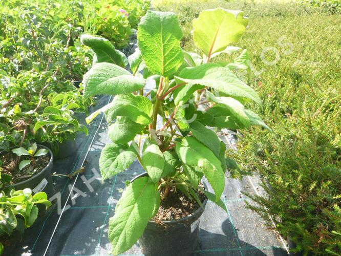 Hortenzie drsná 'Macrophylla' - Hydrangea aspera 'Macrophylla'