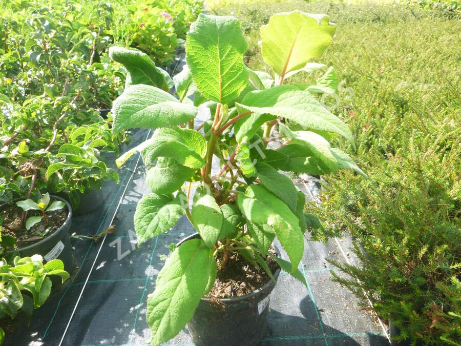 Hortenzie drsná 'Macrophylla' - Hydrangea aspera 'Macrophylla'