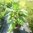 Hortenzie drsná 'Macrophylla' - Hydrangea aspera 'Macrophylla'