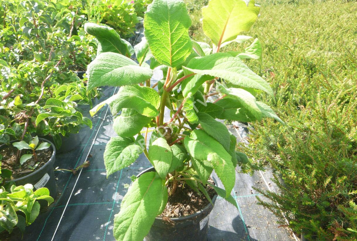 Hortenzie drsná 'Macrophylla' - Hydrangea aspera 'Macrophylla'