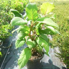 Hortenzie drsná 'Macrophylla' - Hydrangea aspera 'Macrophylla'