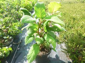 Hortenzie drsná 'Macrophylla' - Hydrangea aspera 'Macrophylla'