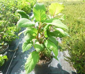 Hortenzie drsná 'Macrophylla' - Hydrangea aspera 'Macrophylla'