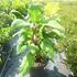 hortenzie-drsna-macrophylla.jpg