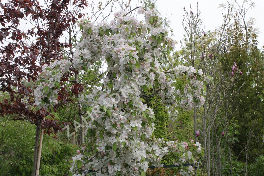 Jabloň okrasná 'Red Jade' - Malus 'Red Jade'