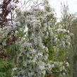 Jabloň okrasná 'Red Jade' - Malus 'Red Jade'