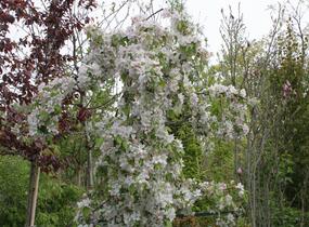 Jabloň okrasná 'Red Jade' - Malus 'Red Jade'