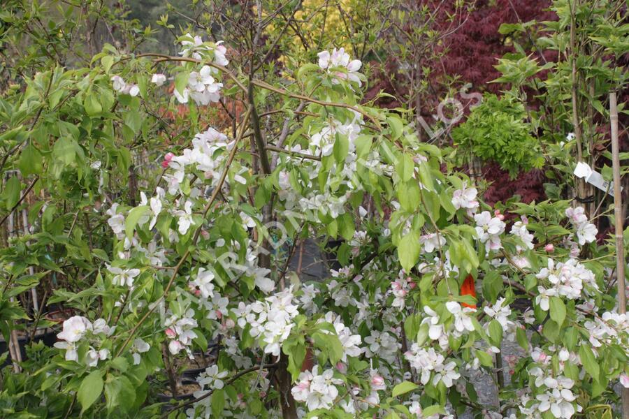 Jabloň okrasná 'Red Jade' - Malus 'Red Jade'