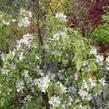 Jabloň okrasná 'Red Jade' - Malus 'Red Jade'