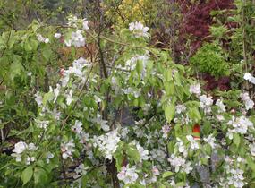 Jabloň okrasná 'Red Jade' - Malus 'Red Jade'