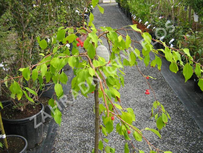 Jabloň okrasná 'Red Jade' - Malus 'Red Jade'