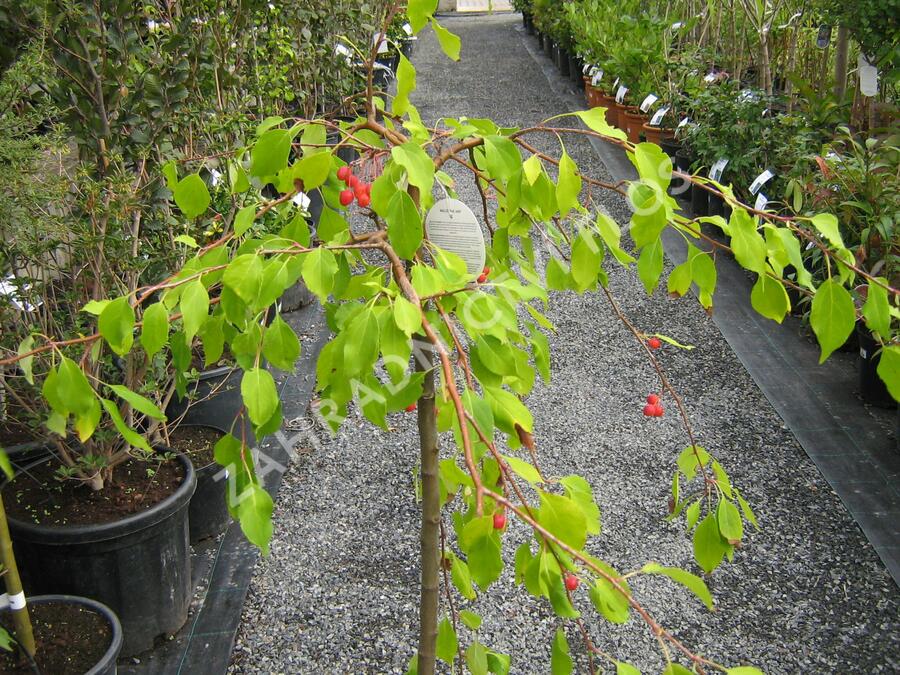 Jabloň okrasná 'Red Jade' - Malus 'Red Jade'