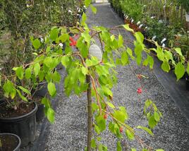 Jabloň okrasná 'Red Jade'
