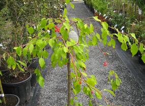 Jabloň okrasná 'Red Jade' - Malus 'Red Jade'