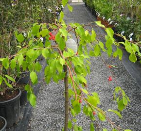 Okrasná jabloň 'Red Jade' - Malus 'Red Jade'