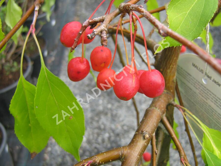 Jabloň okrasná 'Red Jade' - Malus 'Red Jade'