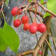 Jabloň okrasná 'Red Jade' - Malus 'Red Jade'