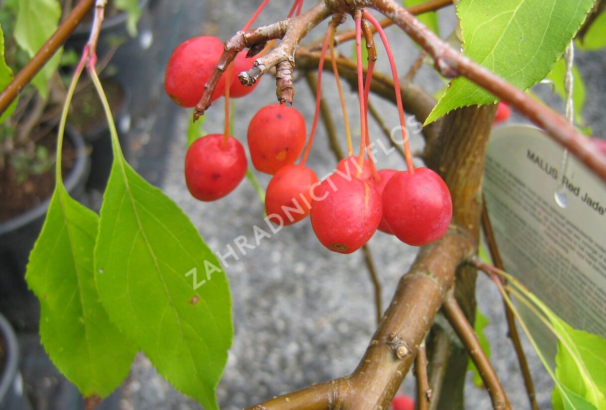 Jabloň okrasná 'Red Jade' - Malus 'Red Jade'