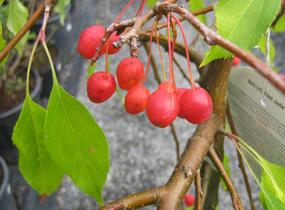 Jabloň okrasná 'Red Jade' - Malus 'Red Jade'