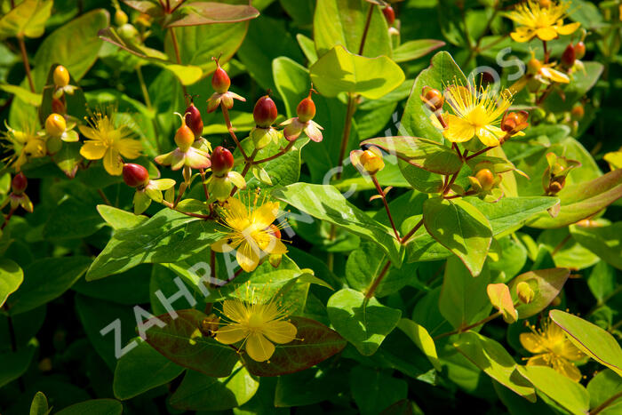 Třezalka nevonná 'Excelent Flair' - Hypericum inodorum 'Excelent Flair'