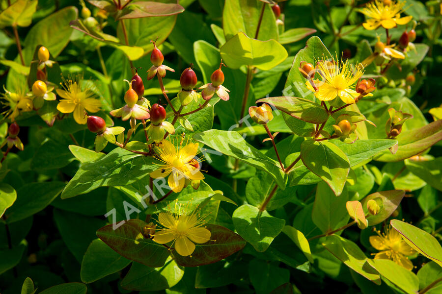 Třezalka nevonná 'Excelent Flair' - Hypericum inodorum 'Excelent Flair'