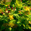 Třezalka nevonná 'Excelent Flair' - Hypericum inodorum 'Excelent Flair'