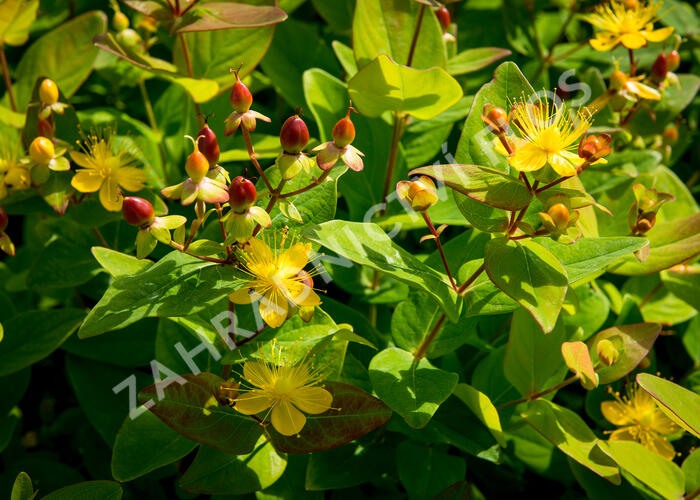Třezalka nevonná 'Excelent Flair' - Hypericum inodorum 'Excelent Flair'