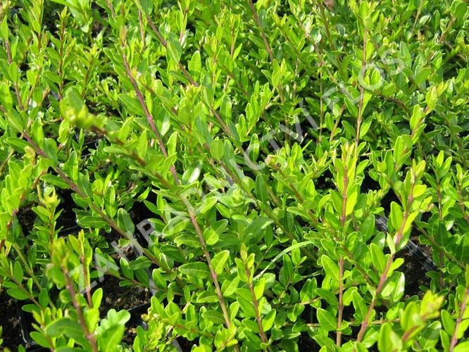 Zimolez kloboukatý - Lonicera pileata