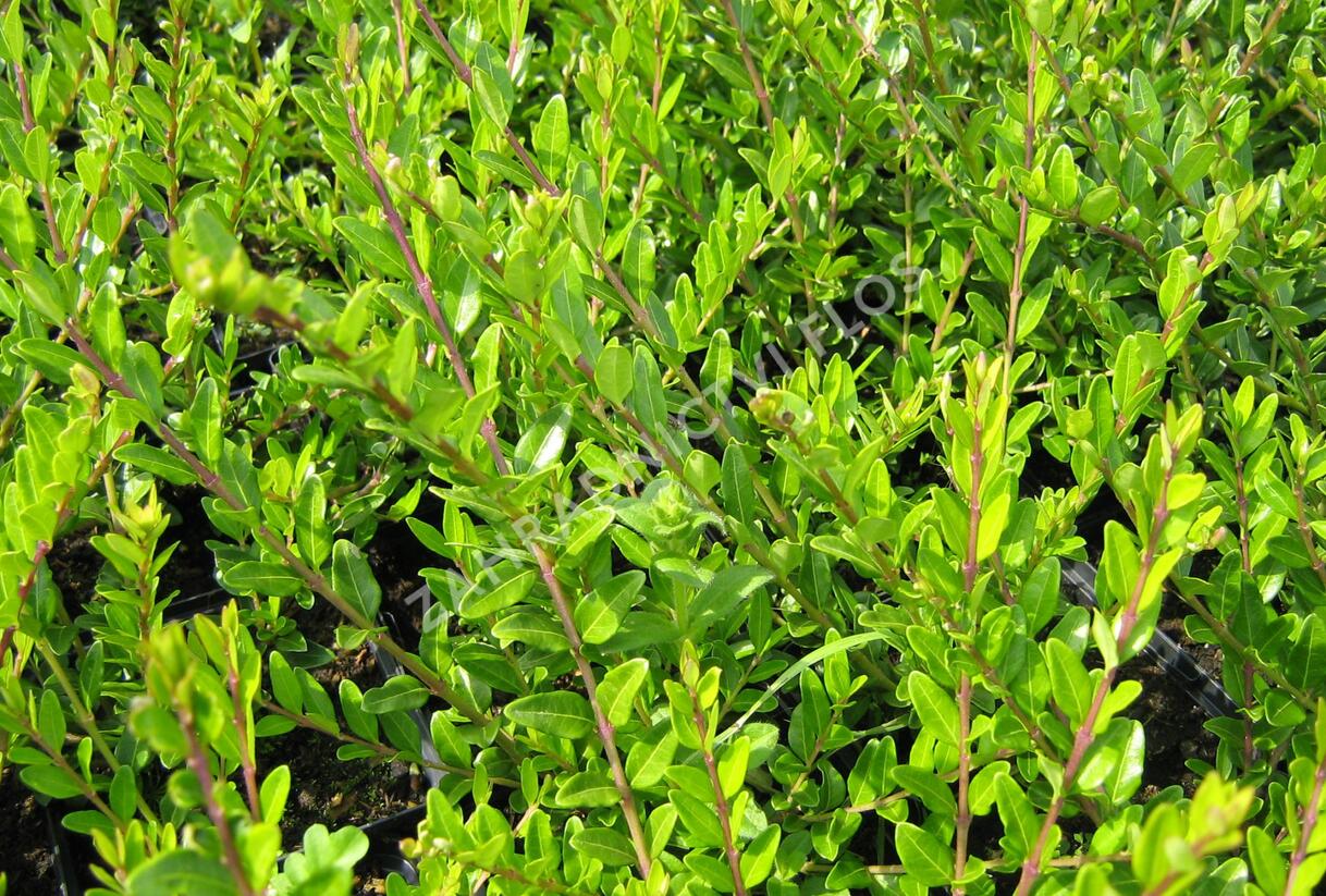 Zimolez kloboukatý - Lonicera pileata