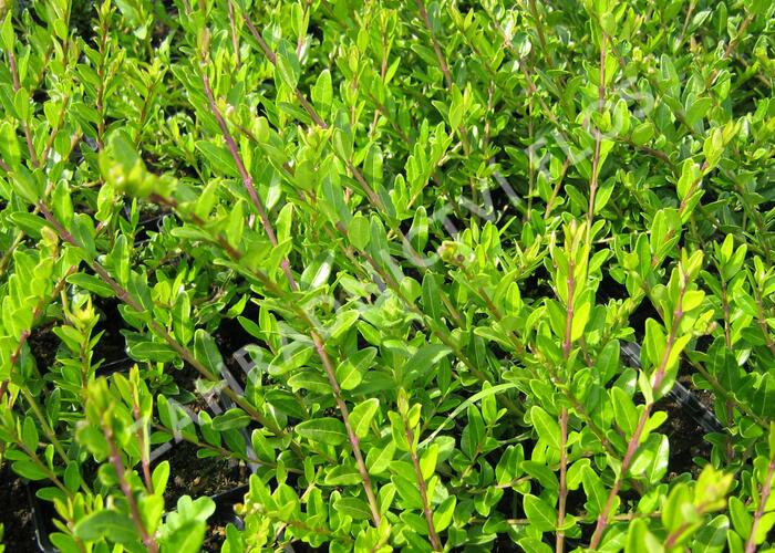 Zimolez kloboukatý - Lonicera pileata