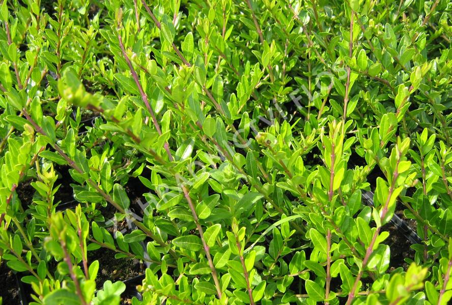Zimolez kloboukatý - Lonicera pileata