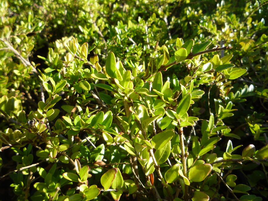 Zimolez lesklý 'Maigruen' - Lonicera nitida 'Maigruen'