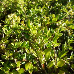 Zimolez lesklý 'Maigruen' - Lonicera nitida 'Maigruen'