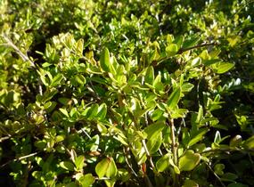 Zimolez lesklý 'Maigruen' - Lonicera nitida 'Maigruen'