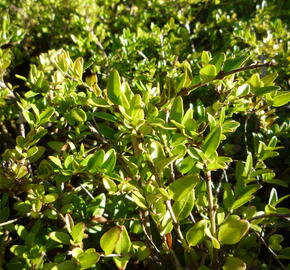 Zimolez lesklý 'Maigruen' - Lonicera nitida 'Maigruen'