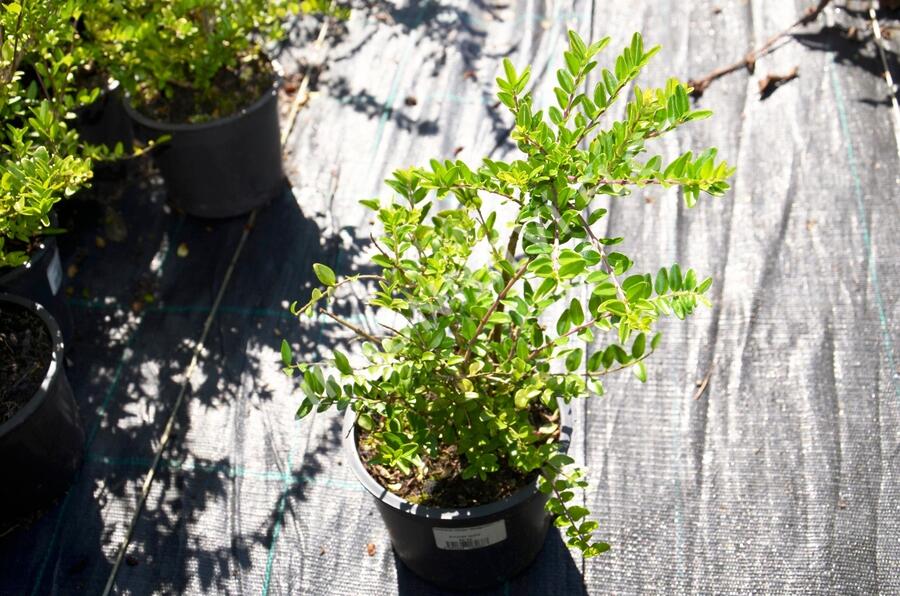 Zimolez lesklý 'Maigruen' - Lonicera nitida 'Maigruen'