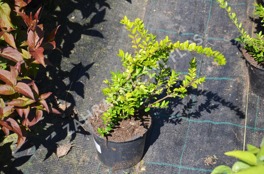 Zimolez lesklý 'Maigruen' - Lonicera nitida 'Maigruen'