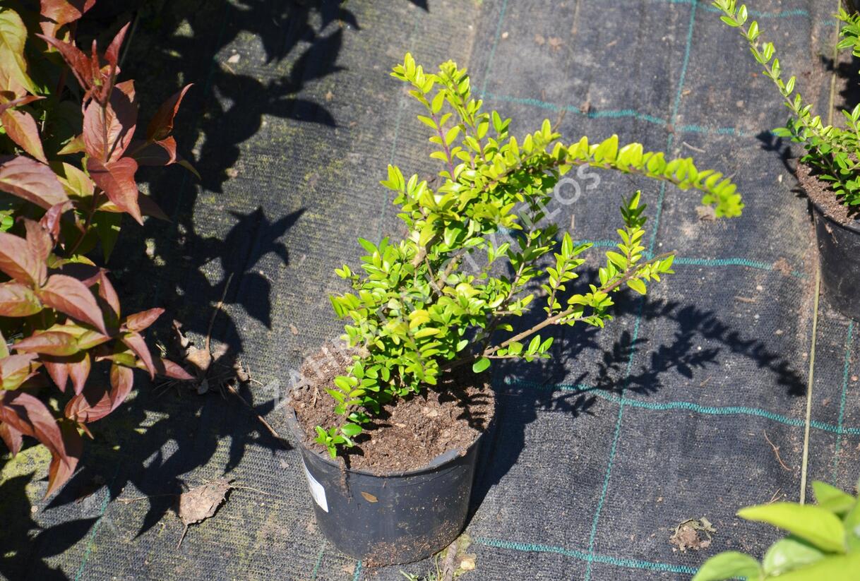 Zimolez lesklý 'Maigruen' - Lonicera nitida 'Maigruen'