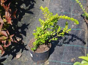 Zimolez lesklý 'Maigruen' - Lonicera nitida 'Maigruen'