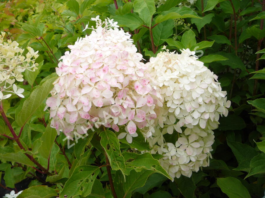 Hortenzie latnatá 'Phantom' - Hydrangea paniculata 'Phantom'