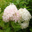 Hortenzie latnatá 'Phantom' - Hydrangea paniculata 'Phantom'