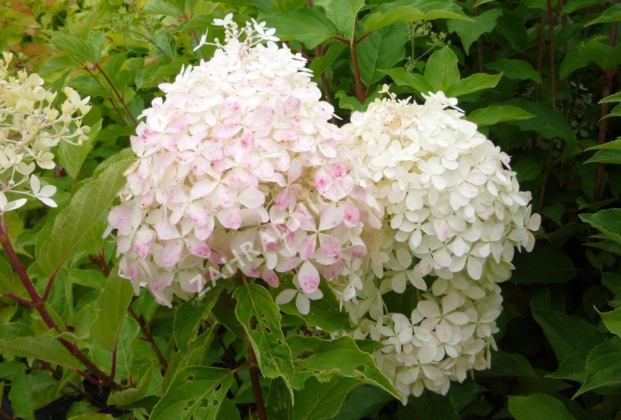 Hortenzie latnatá 'Phantom' - Hydrangea paniculata 'Phantom'