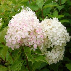 Hortenzie latnatá 'Phantom' - Hydrangea paniculata 'Phantom'